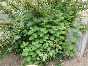 20080629-07.jpg