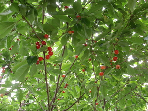 20080629-08.jpg