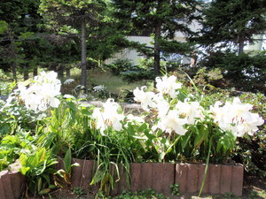 20080809-04.jpg