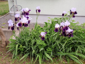 20090623-01.jpg