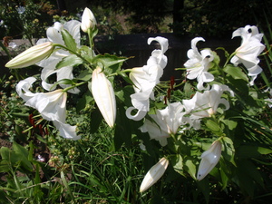 20090813-01.jpg