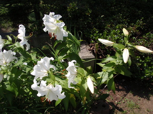 20090813-02.jpg