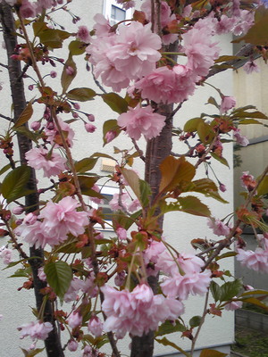 20100519-01.jpg
