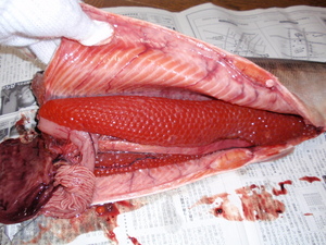 20100928-02.jpg