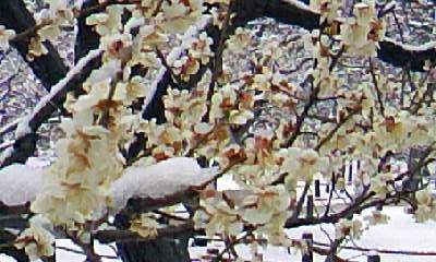 20110309-01.jpg