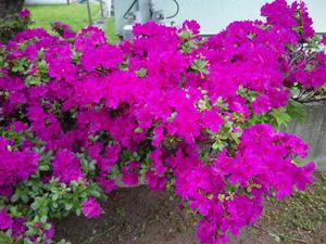 20110612-01.jpg