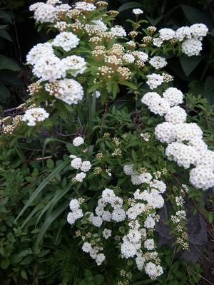 20110612-02.jpg