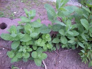 20110612-03.jpg