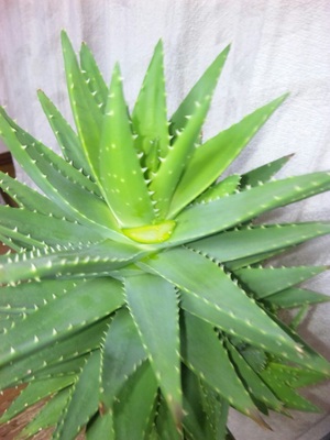 20110713-00.jpg