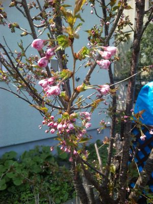 20120509-01.jpg