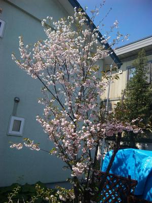 20120520-02.jpg